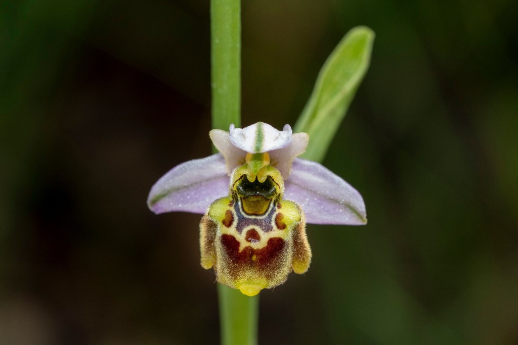 bee orchid made of cattle seed