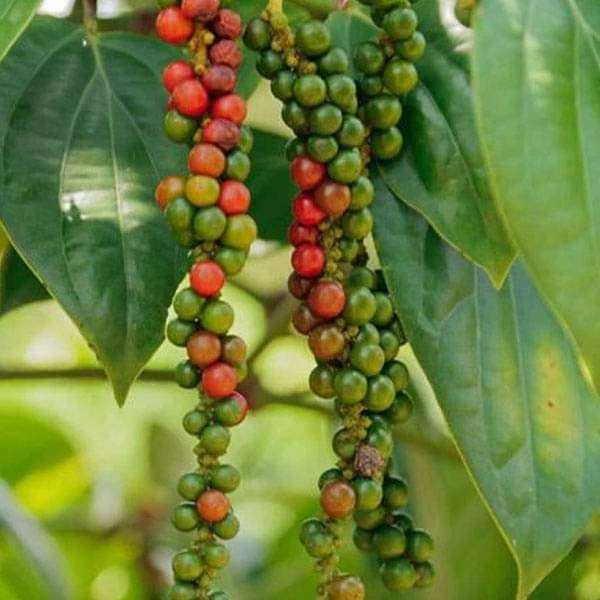 The History of the Black pepper trade as the history engine